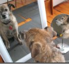 dog looking in the mirror